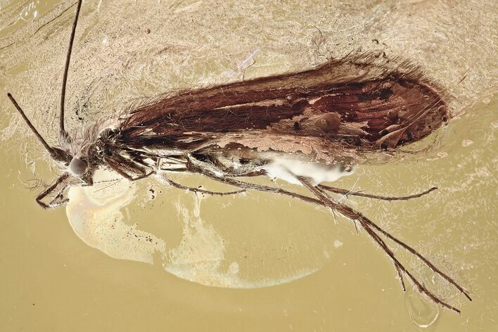 Detailed Fossil Caddisfly (Trichoptera) In Baltic Amber - Rare Genus #357919